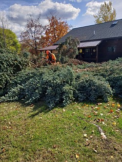 Durring spruce removal