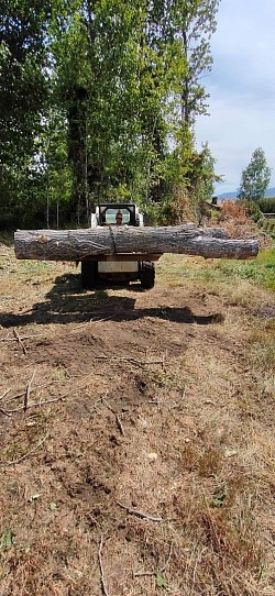 Tree Removal, Tree Felling, Arborist, Bobcat