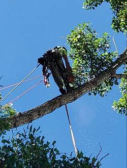 Tree Climber, Tree Trimming, Cottonwood Tree