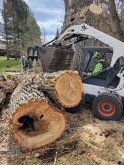 Bobcat